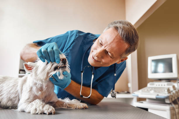 Best Emergency Root Canal Treatment in East Lake, FL